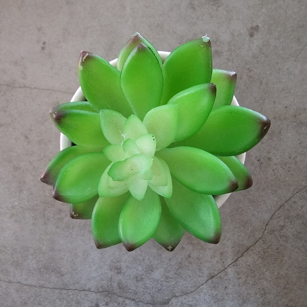 Plant - Picture 3 of 3